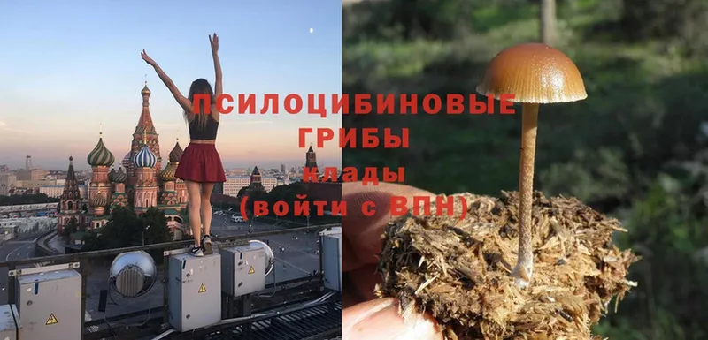 что такое наркотик  Дубовка  Галлюциногенные грибы Psilocybe 